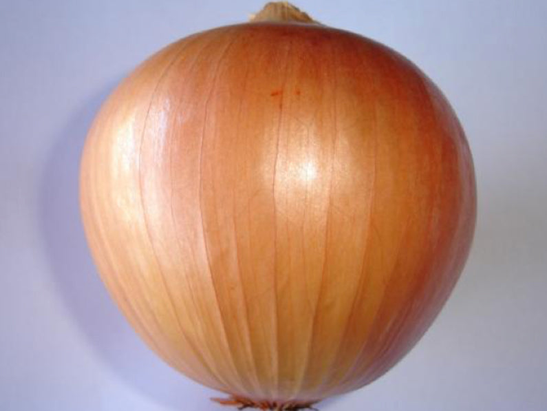 Akamaru Short Day Brown Onion Seeds (Prices From)