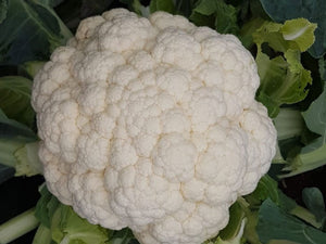 Alston Cauliflower Seeds (Prices From)