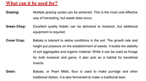 Babala Seeds/ Pearl Millet 25kg