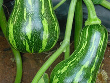 Barbara Butternut - Tropical Squash Seeds (Prices From)