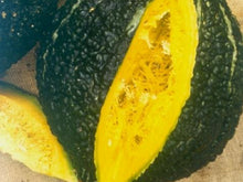 Barnacle Bill Hubbard Squash Seeds (Prices From)
