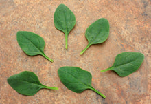 Riverside Spinach Seeds (Prices From)
