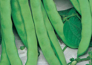Lazy Housewife Runner Bean Seeds (Prices From)