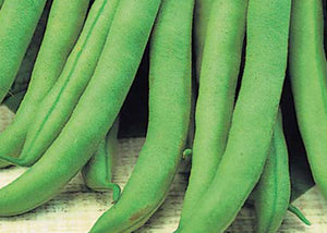 Wintergreen Bush Bean Seeds (Prices From)