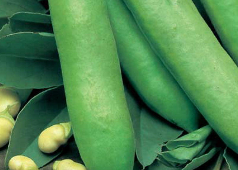 Aquadulce Broad Beans Seeds (Prices From)