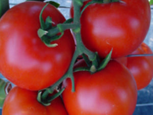 Checha Determinate - Salad Tomato Seeds (Prices From)