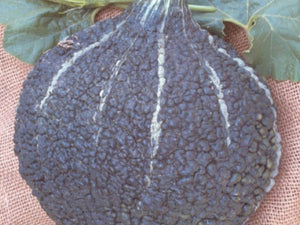 Green Hubbard Chicago Warted Squash Seeds (Prices From)