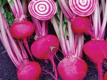 Chioggia-Guardsmark Speciality - Candy Stripe Beet 50 000 Seeds
