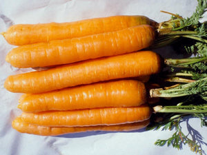 Cape Market Carrot (Prices From)