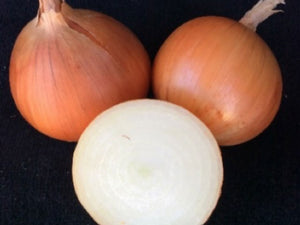 Capricorn Onion Seeds (Prices From)