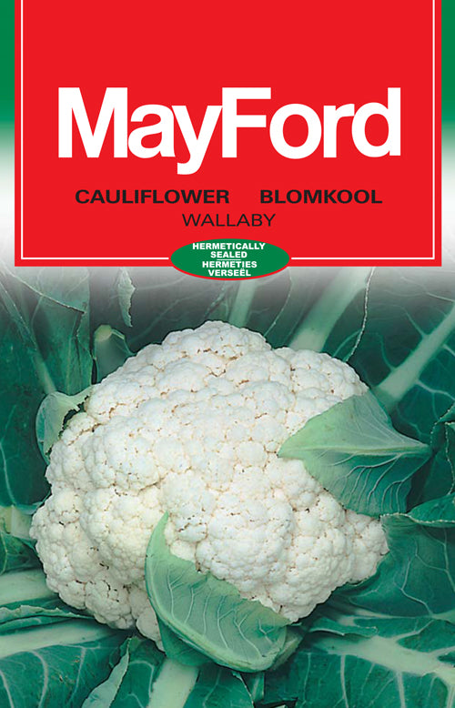 Wallaby Medium Cauliflower Seeds