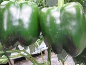 Cherokee Sweet Blocky Red Pepper Seeds (Prices From)