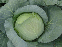 Conquistador White Round - Late Cabbage Seeds (Prices From)