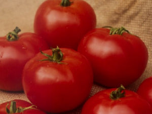 Disco LL Determinate - Salad Tomato Seeds (Prices From)