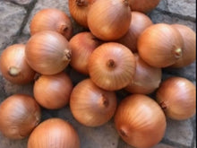 Duster Short Day Brown Onion Seeds (Prices From)