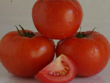Esty Indeterminate - Salad Tomato Seeds (Prices From)