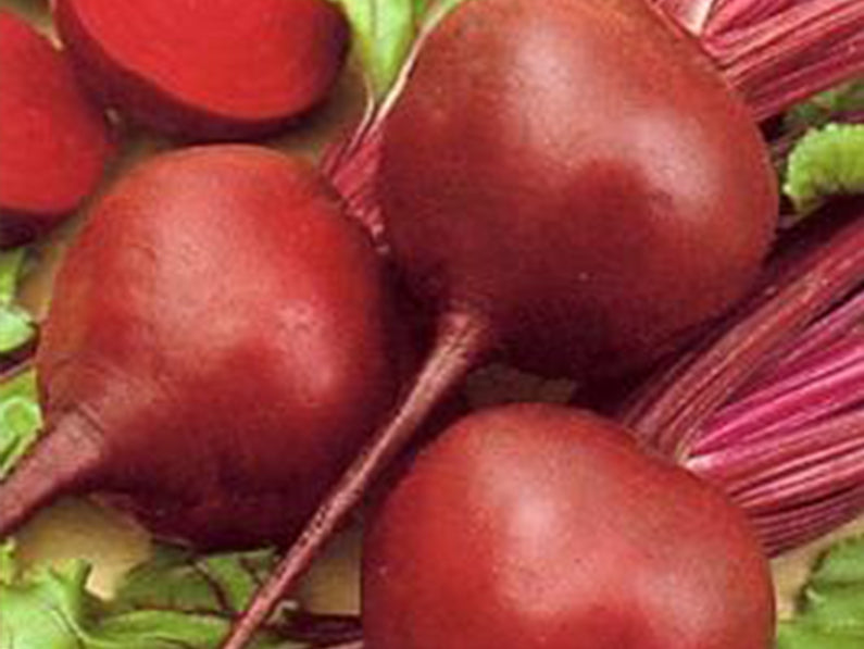 Early Wonder Round Red Beet Seeds (Prices From)