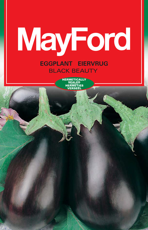 Black Beauty Oval - Purple/Black Eggplant Seeds (Prices From)