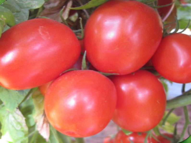 Emerald Determinate - Saladette Tomato Seeds (Prices From)