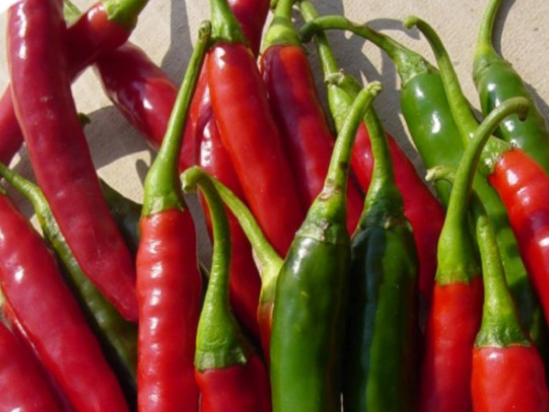 Fury Hot Pepper Seeds (Prices From)