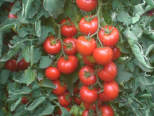 Galaxy Indeterminate - Salad Tomato Seeds (Prices From)