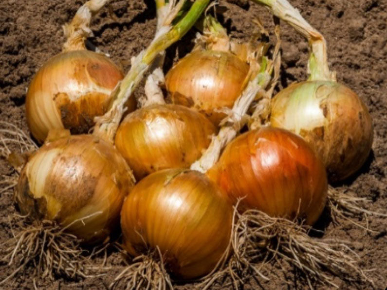 Hoshi Short Day Brown Onion Seeds (Prices From)
