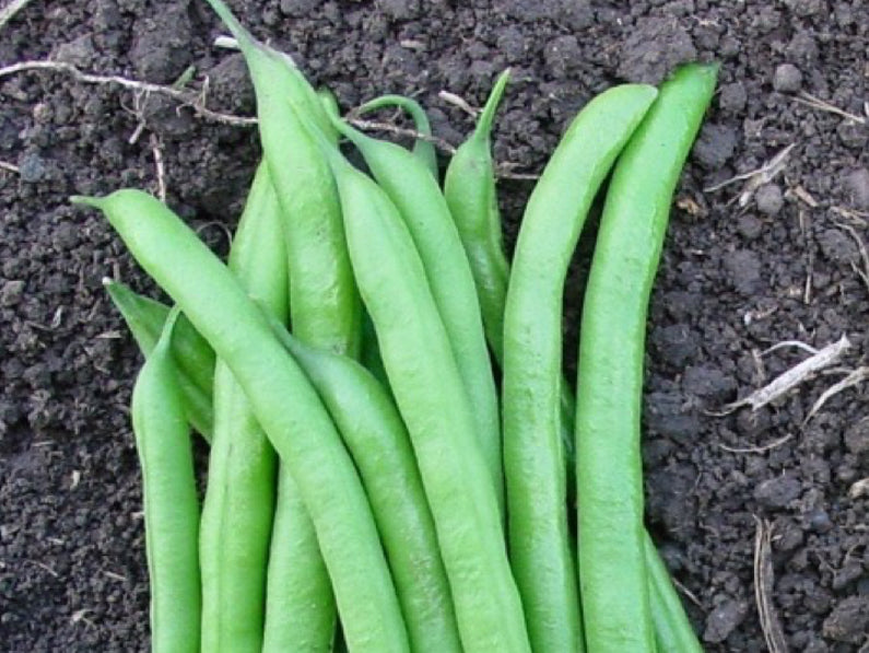 Gouti Garden Bean Seeds (Prices From)