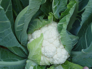 Incline Medium Cauliflower Seeds (Prices From)