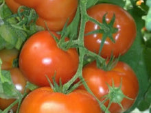 Inga Indeterminate - Salad Tomato Seeds (Prices From)