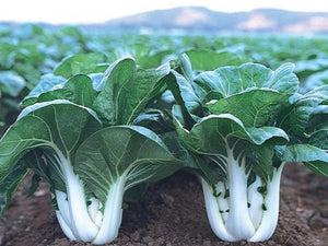 Joi Choi Pak Choi Seeds (Prices From)