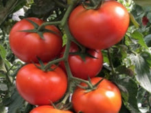 Kennedy Indeterminate - Salad Tomato Seeds (Prices From)