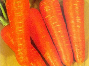 Kuroda (SAF) Carrot (Prices from)