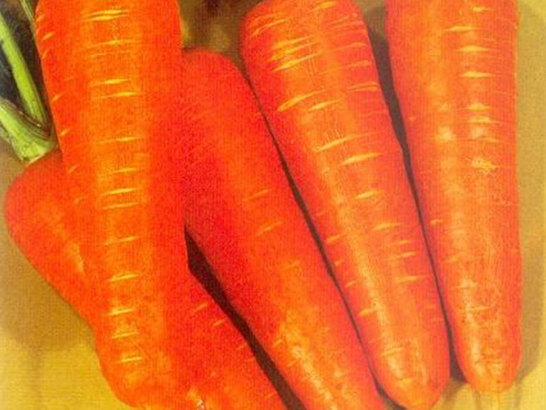 Kuroda (SAF) Carrot (Prices from)