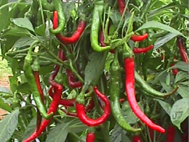 Long Slim Cayenne Hot Pepper Seeds (Prices From)