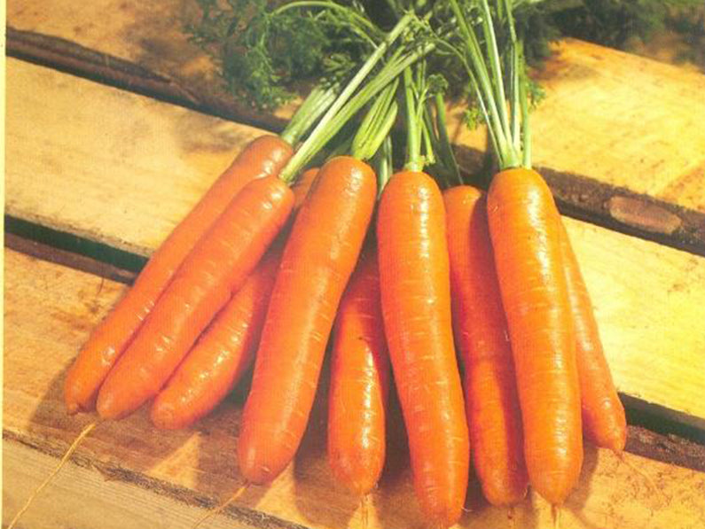 Little Finger Nantes Carrot Seeds (Prices From)