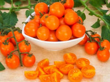 Lyric Indeterminate Speciality - Orange Cherry Tomato Seeds (1 000 Seeds)