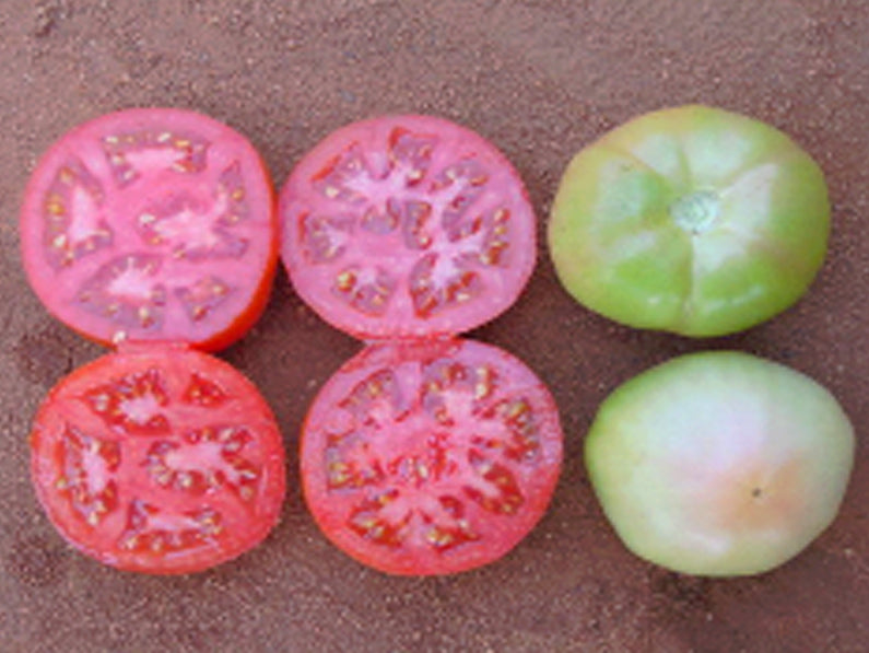 Mfh7032 Determinate - Salad Tomato Seeds (Prices From)