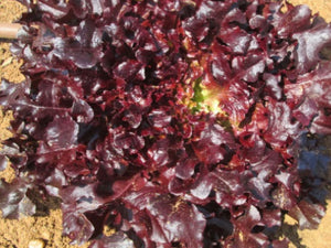 Maira Red Oak Lettuce Seeds 100g