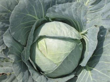 Matador White Round - Late Cabbage Seeds (Prices From)