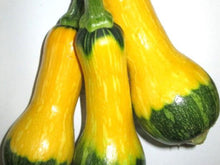 Meteor Butternut - Tropical Squash Seeds 1000s