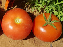 Obus Indeterminate - Salad Tomato Seeds (1000 seeds)