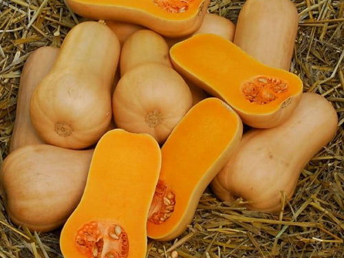 Pluto Butternut Squash Seeds (Prices From)