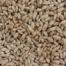 Barley Seeds 25kg