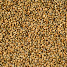 Babala Seeds/ Pearl Millet 25kg