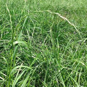 Rye Grass: Perennial - 25kg