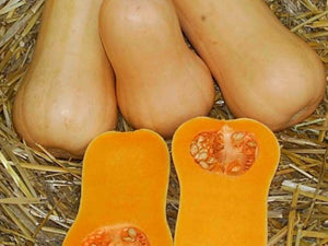 Quantum Butternut Squash Seeds (Prices From)