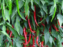 Rajah Hot Pepper Seeds (Prices From)