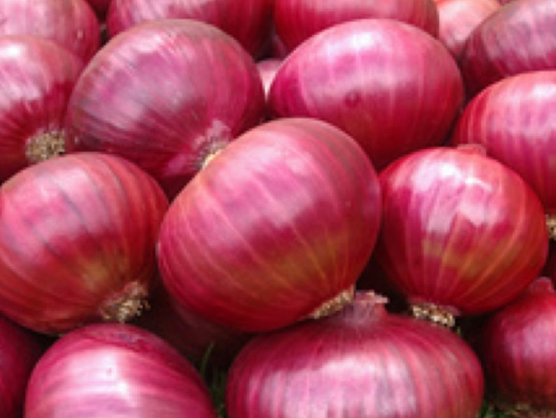 Red Creole Short Day Onion (Prices From)