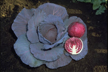 Red Rookie Cabbage Seeds (Prices From)