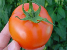 Rhapsody Indeterminate - Salad Tomato Seeds (Prices From)